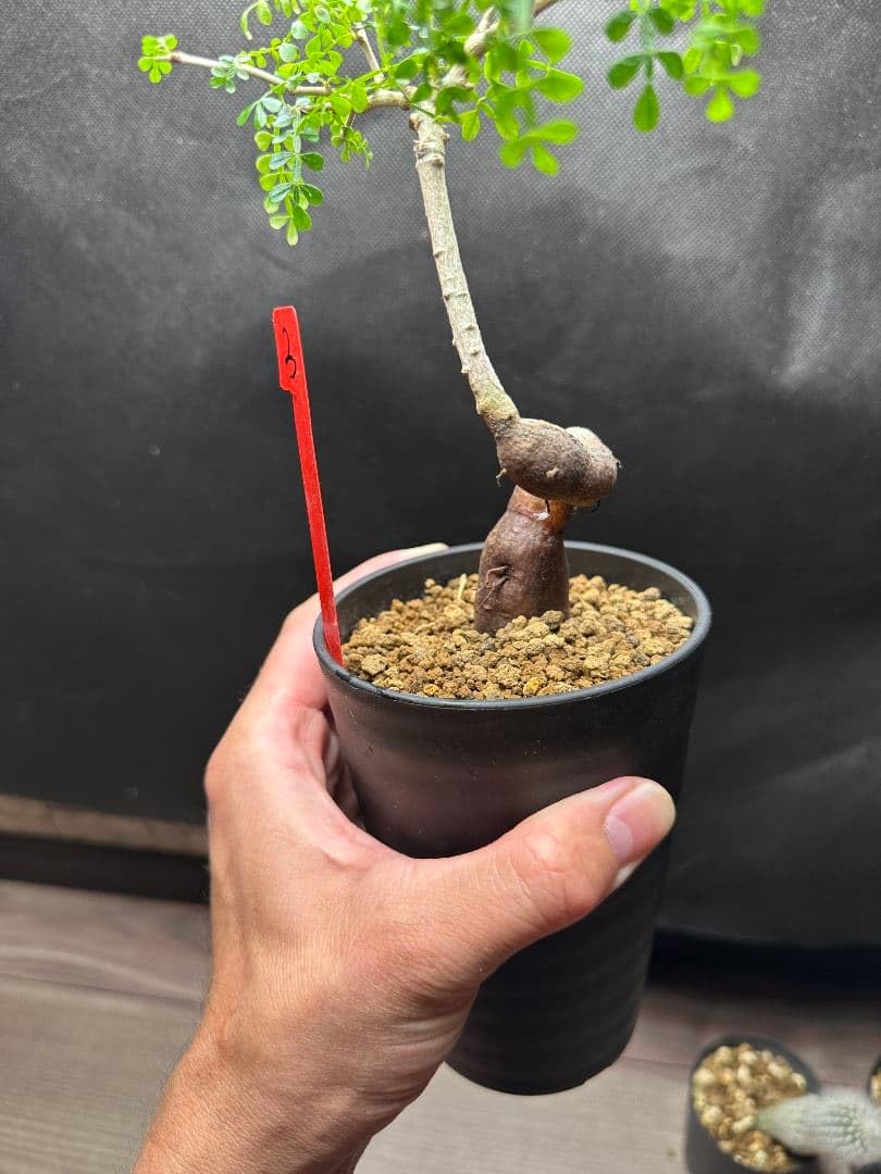 かず パキプス 実生 3年生 Amazon｜オペルクリカリア パキプス 実生3年株 観葉植物｜観葉植物